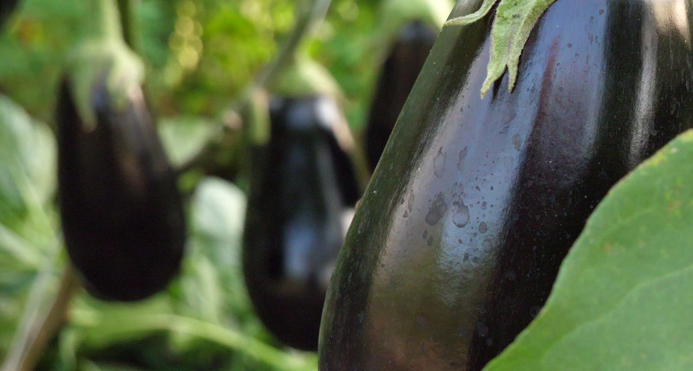 Illustration du guide Aubergine
