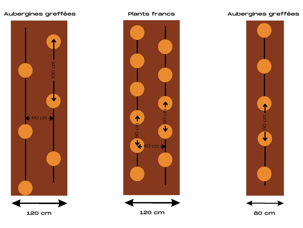 Illustration du guide Aubergine