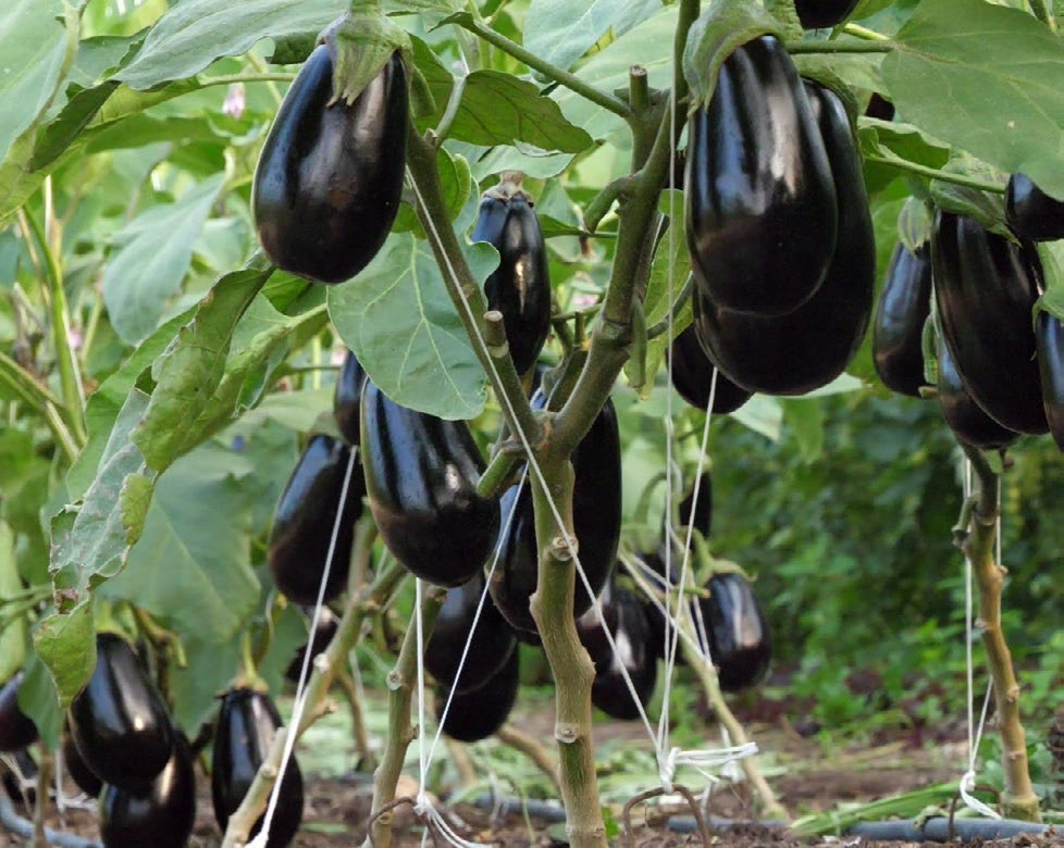 Illustration du guide Aubergine