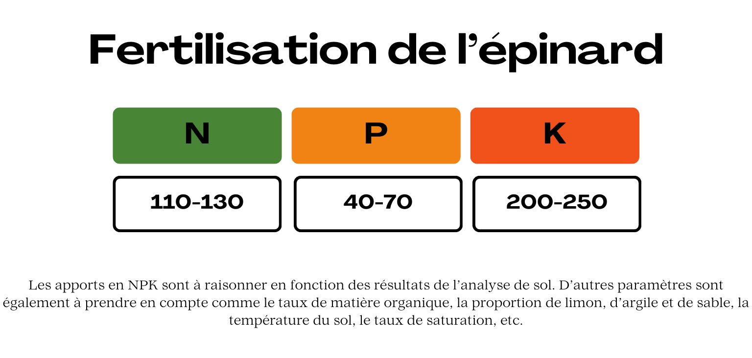 Illustration du guide Épinard