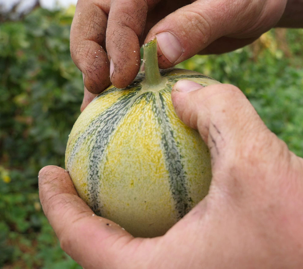 maraîchage technique - melons