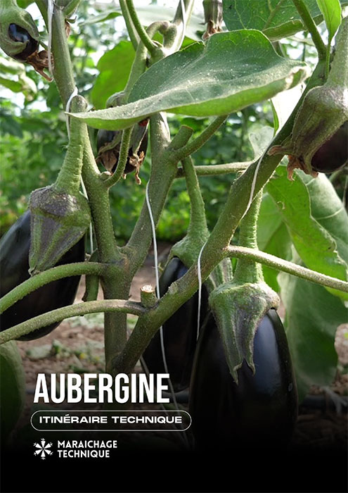 Itinéraire technique Aubergine