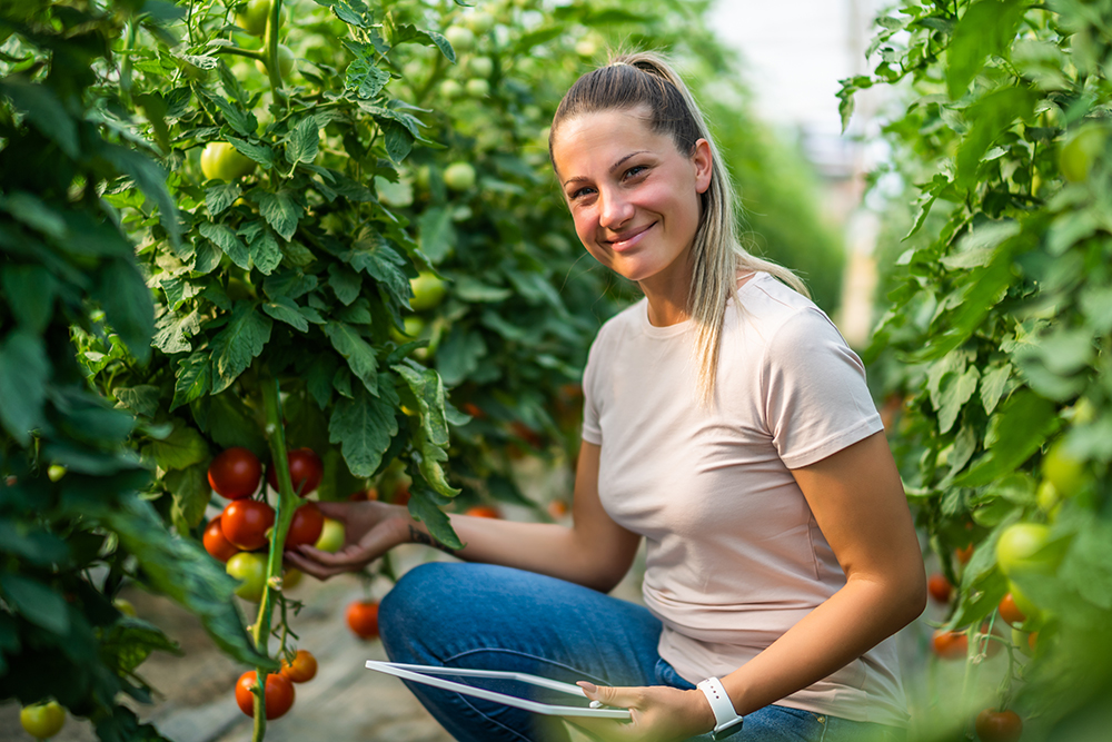 maraichage technique - culture de tomates