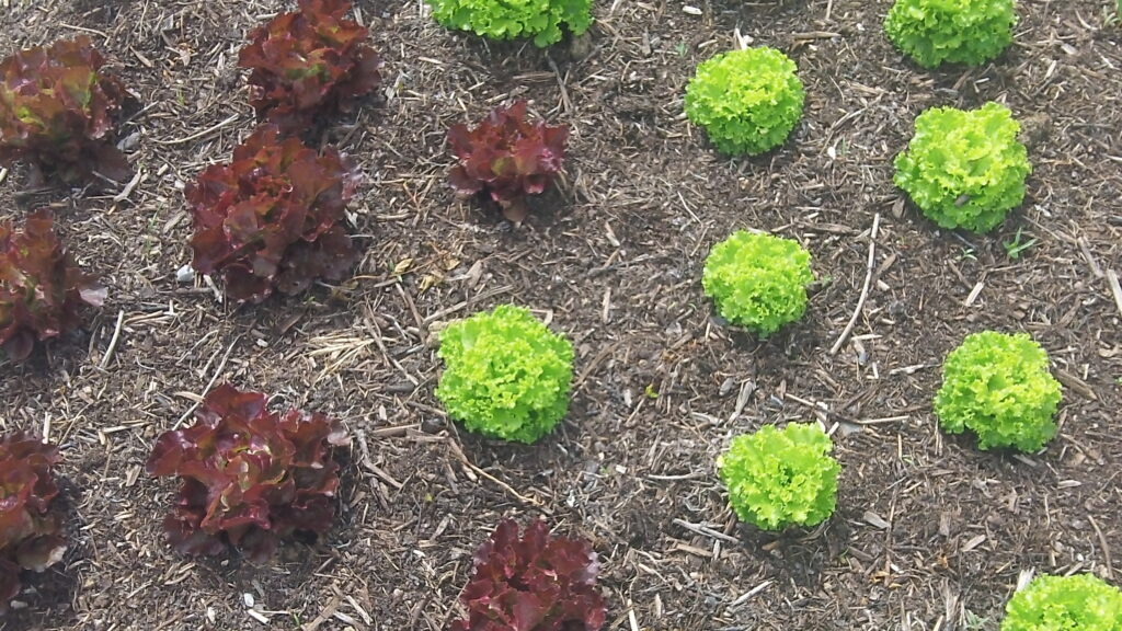 densité de plantation