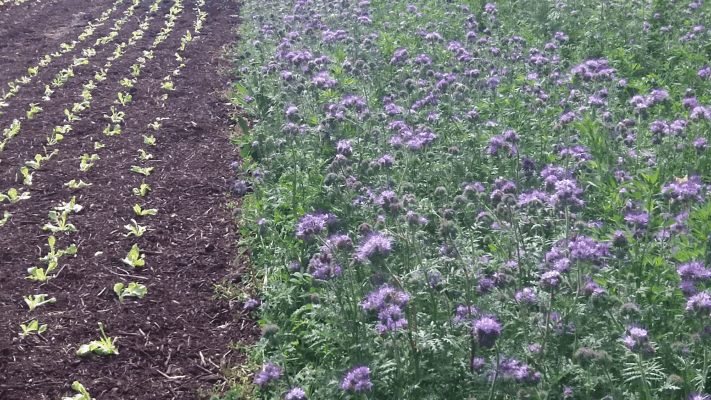 engrais vert phacélie