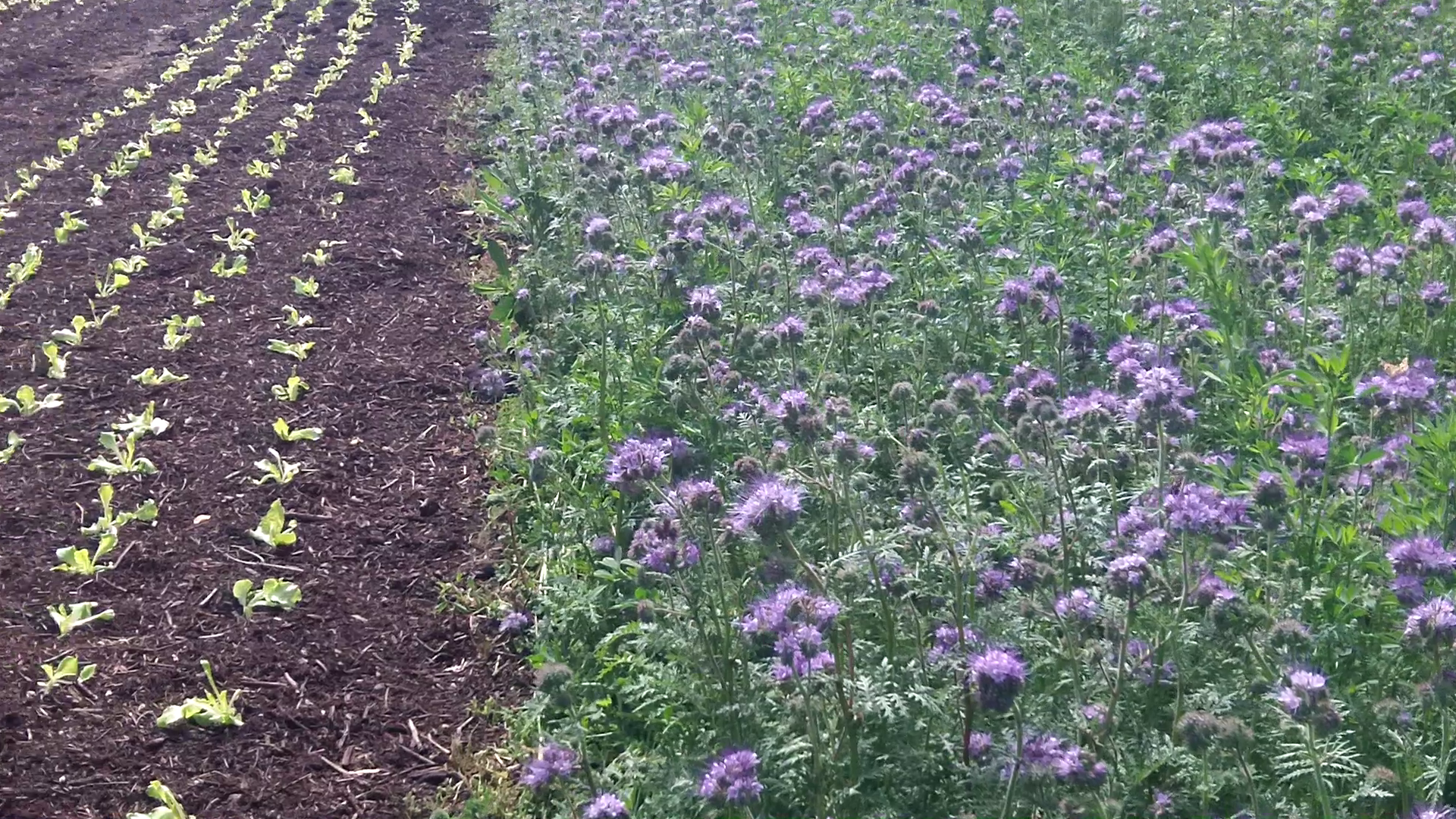 engrais vert phacélie