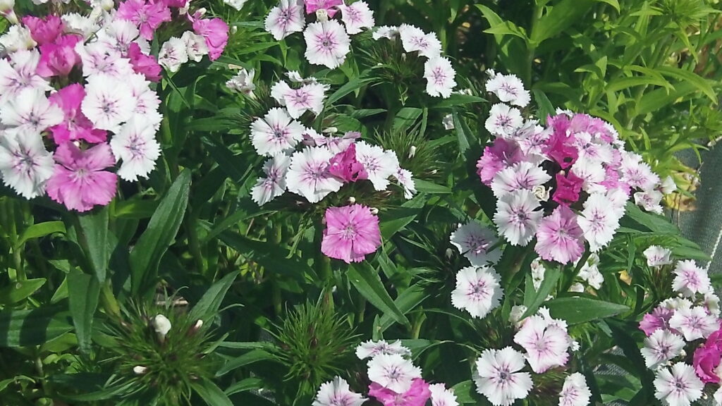 fleurs attractives insectes auxiliaires