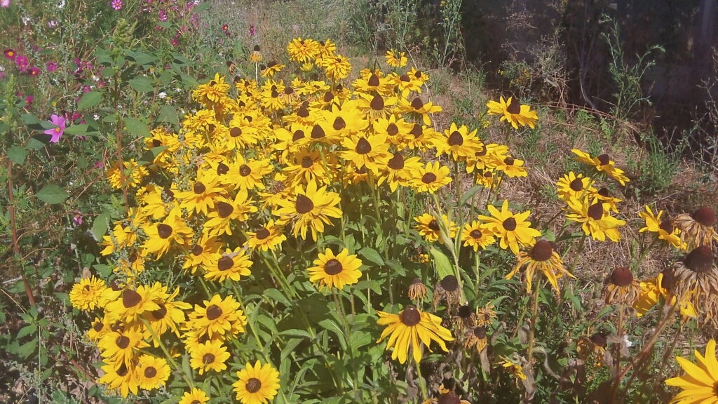 fleurs attractives insectes auxiliaires