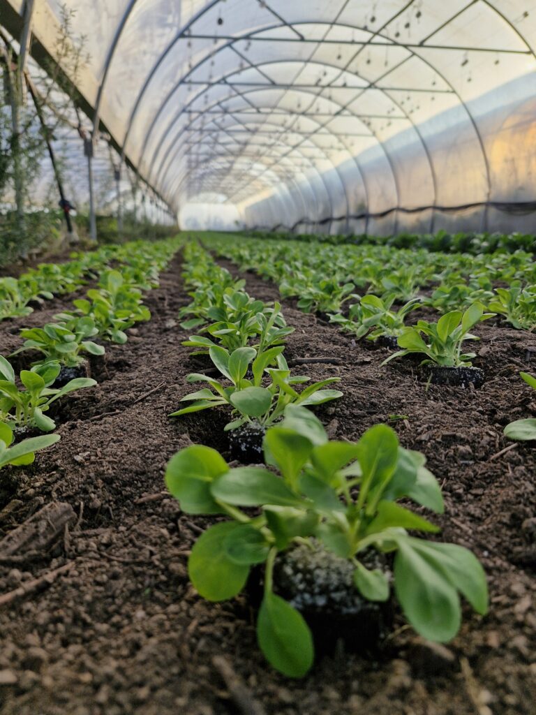 Rangs de jeunes légumes-racines sous abri