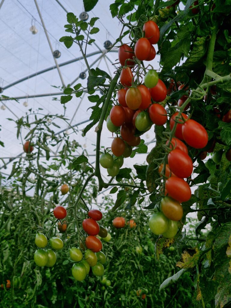 tomate cerise maraichage technique