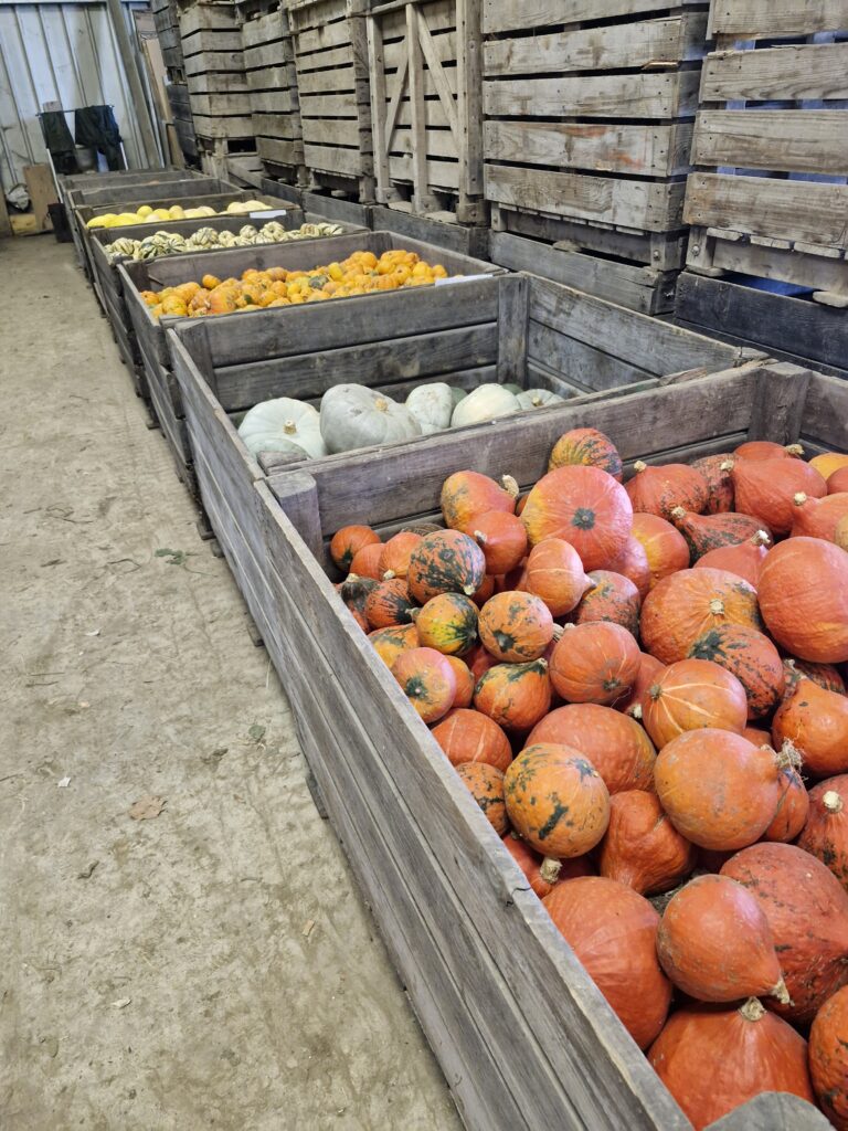 Courges récoltées dans une benne agricole