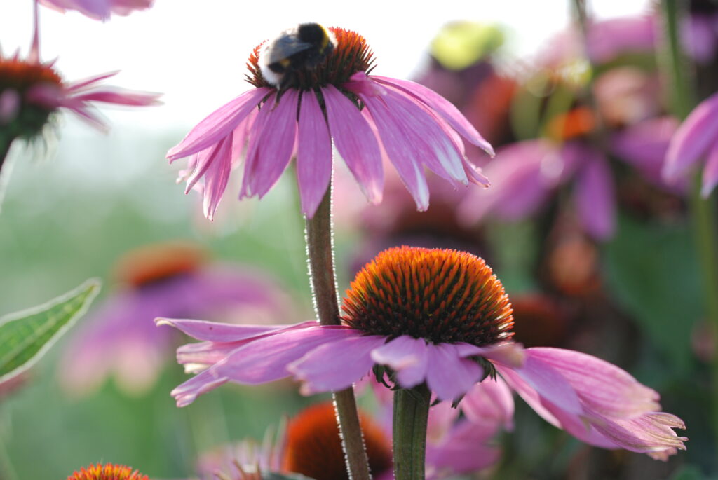 fleurs attractives insectes auxiliaires