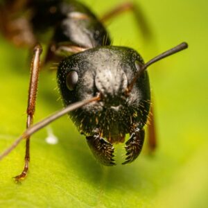 fourmis