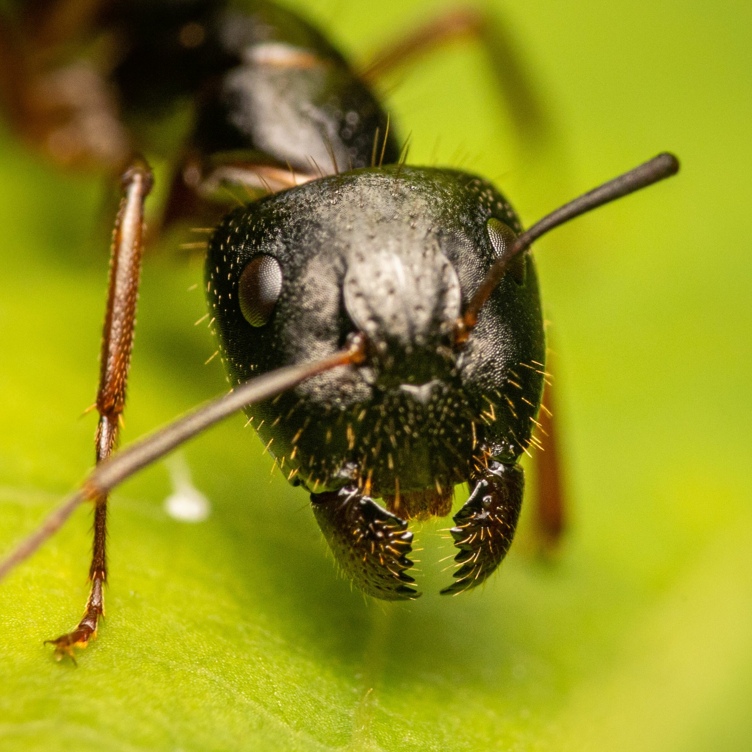 fourmis