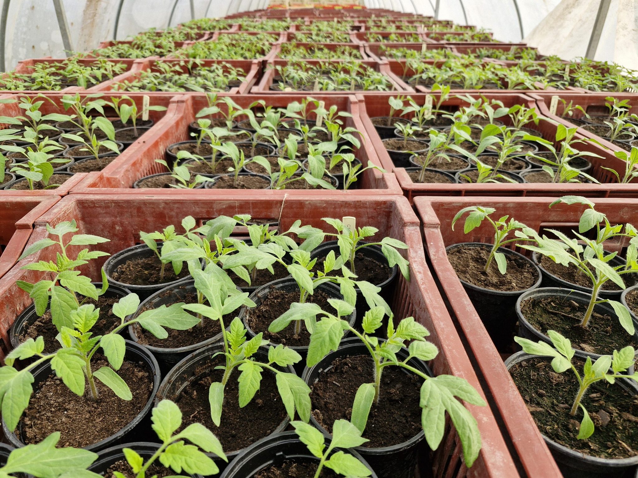 Jeunes plants de tomates en pots regroupés dans des caisses sous tunnel