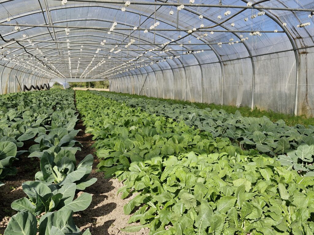 Planches de brassicacées et de légumes-feuilles sous tunnel