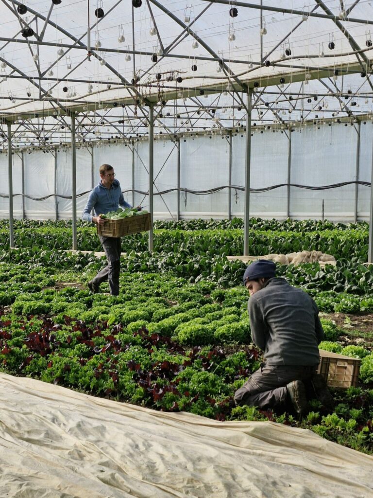 Deux maraîchers récoltant des légumes-feuilles sous serre