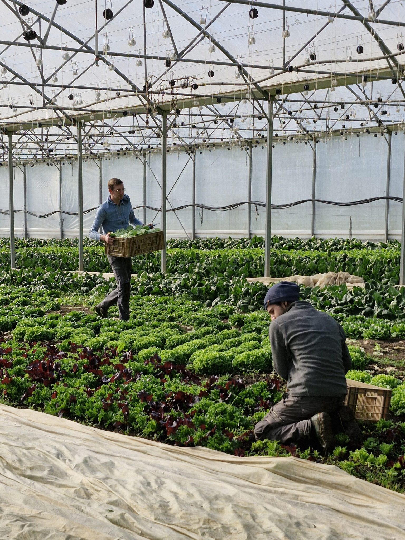 Deux maraîchers récoltant et transportant des caisses de légumes-feuilles sous serre