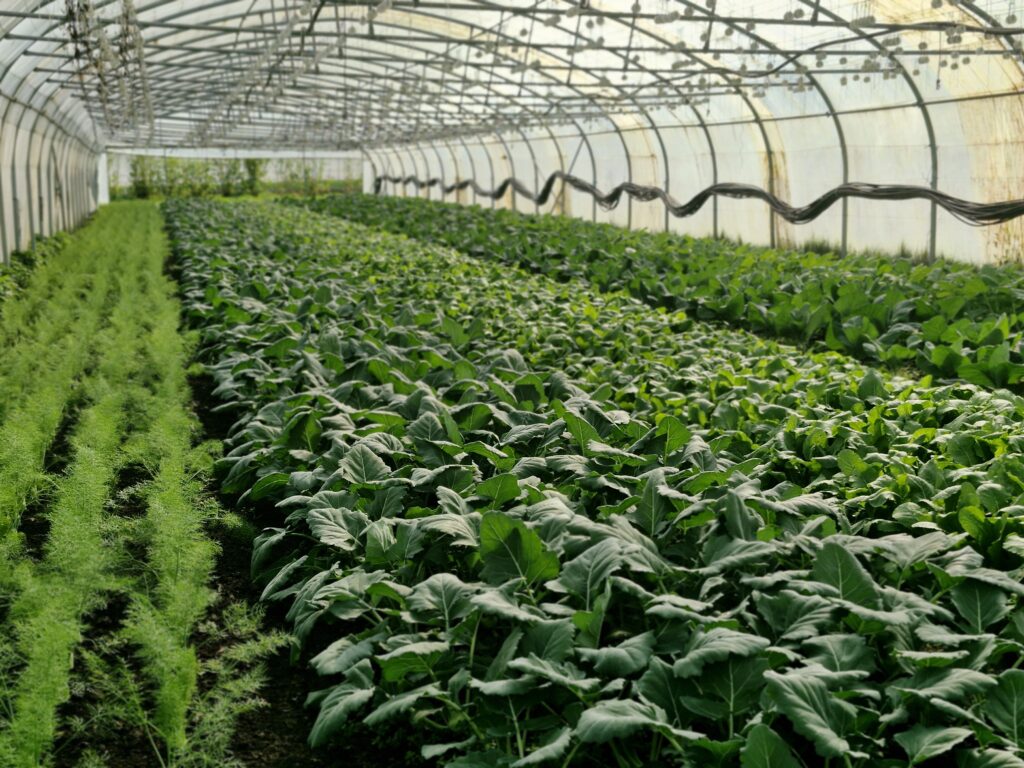 Fenouils et brassicacées cultivés en planches sous tunnel