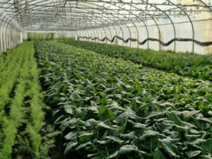 Fenouil et brassicacées cultivés en planches sous un grand tunnel