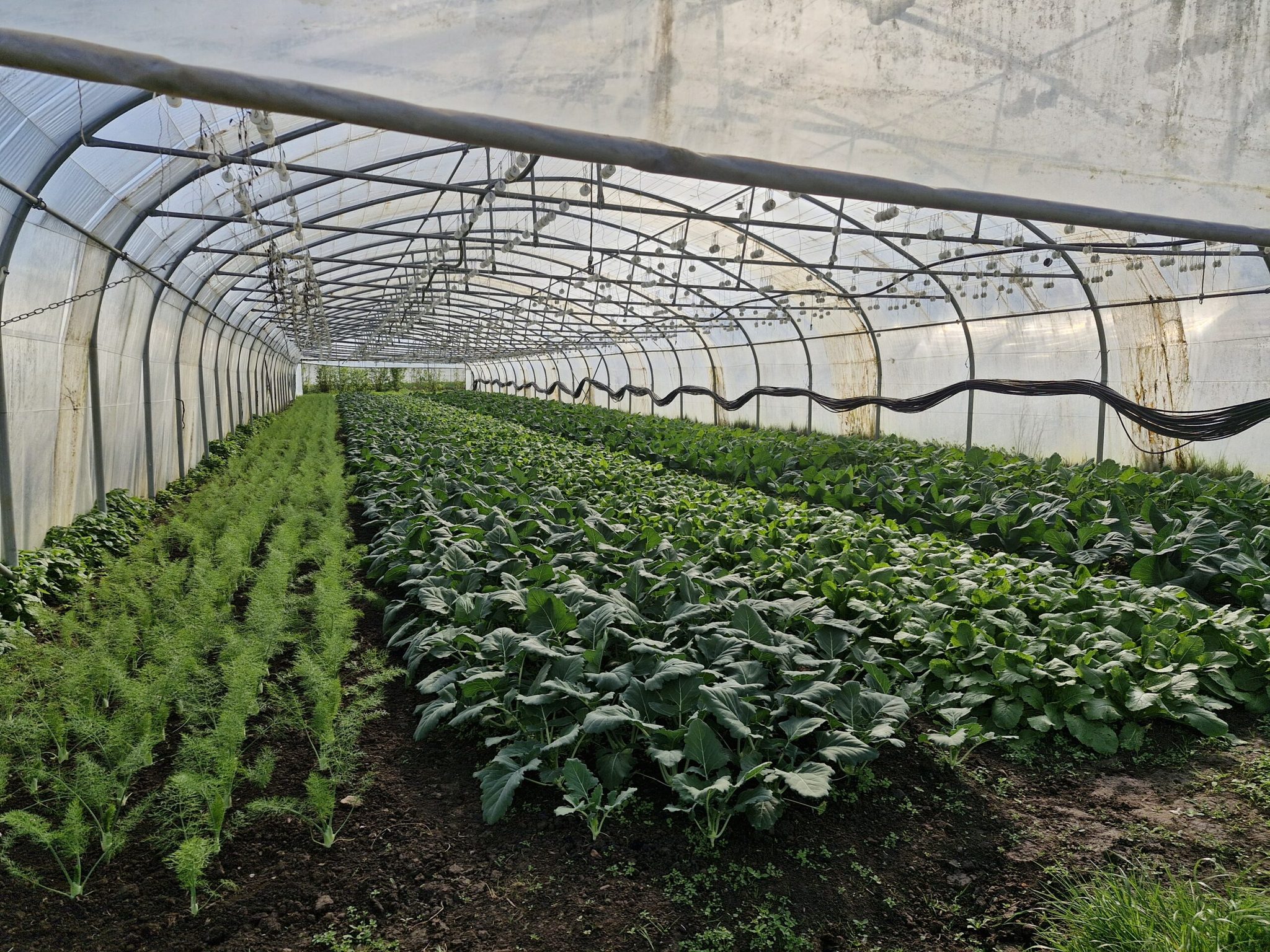 Rangs de fenouil, brassicacées et légumes-feuilles cultivés sous tunnel