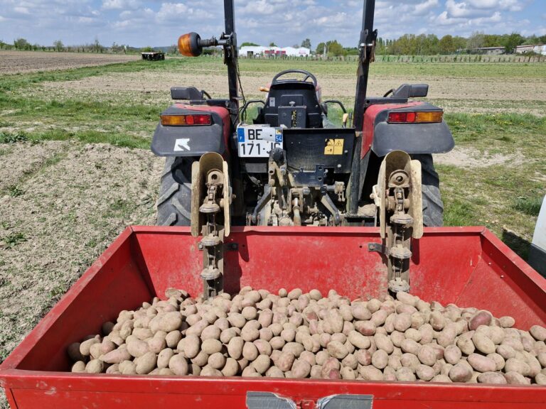 Pommes de terre récoltées dans une trémie rouge attelée à un tracteur