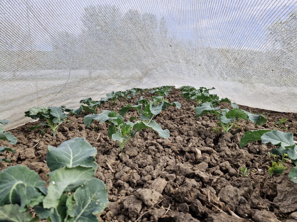 Jeunes brassicacées protégées par un filet anti-insectes
