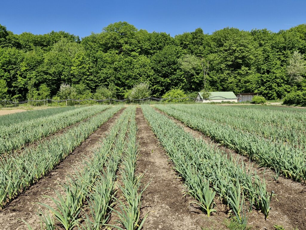 Parcelle d’ail cultivée en rangs en plein champ