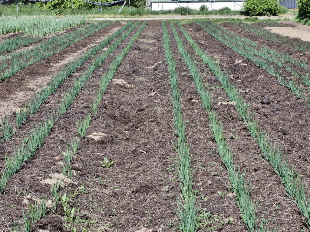 Rangs réguliers d’oignons cultivés en plein champ