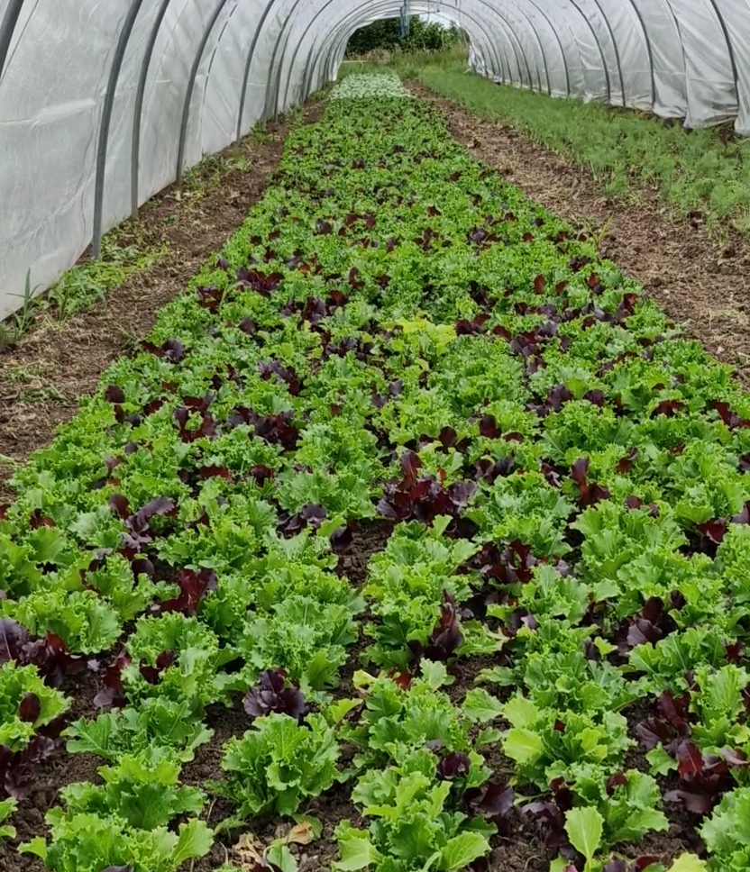Planches de laitues vertes et rouges cultivées sous un tunnel maraîcher