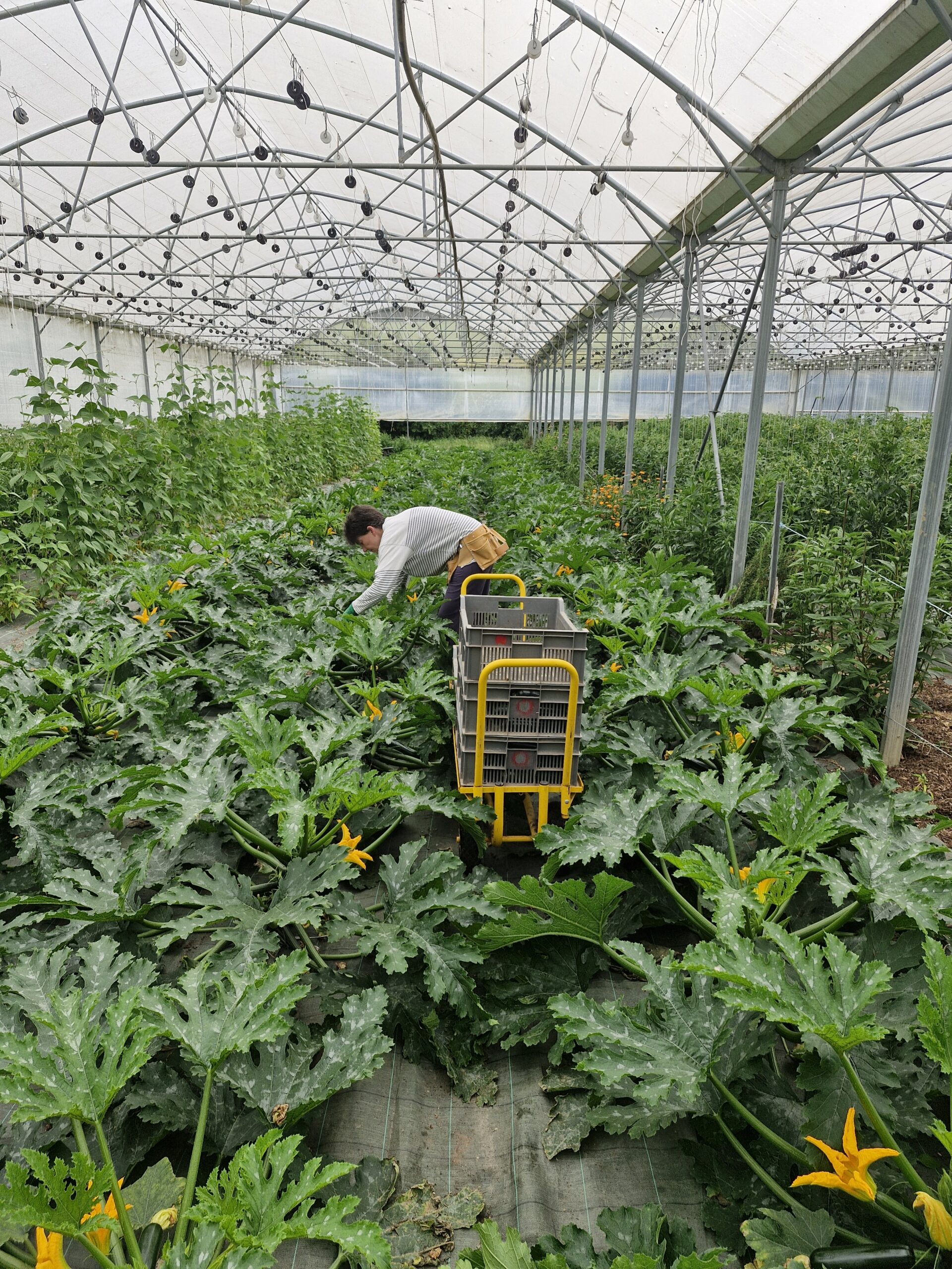 Récolte de courgettes sous tunnel avec chariot et caisses