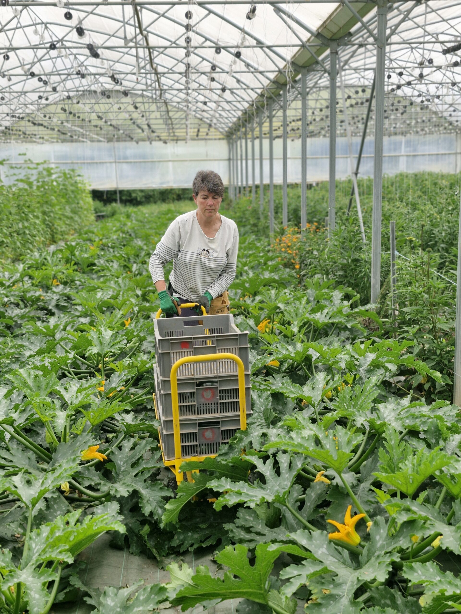 Récolte de courgettes sous serre avec un chariot et des caisses