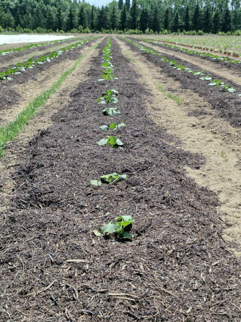 Jeunes plants installés sur une planche enrichie en matière organique