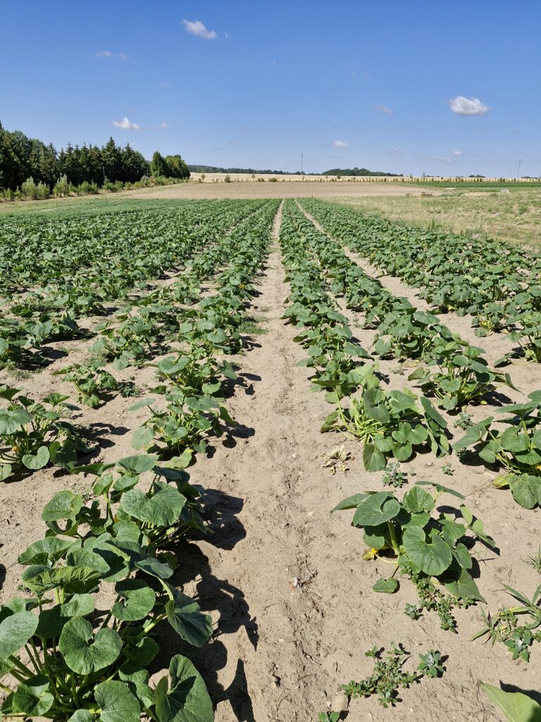 Rangs de courges cultivées en plein champ