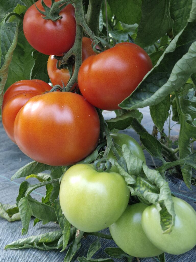 Tomates vertes et mûres sur un plant sous abri