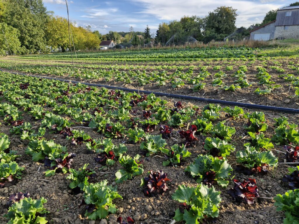 Planches de légumes diversifiés en plein champ