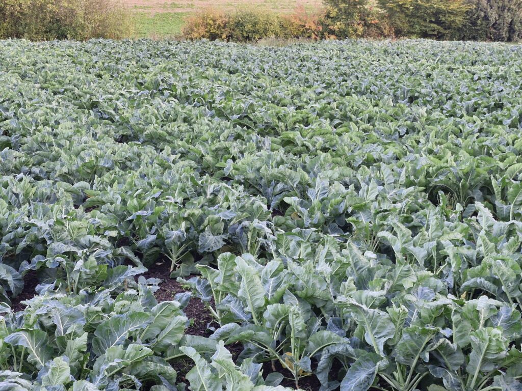 Grande parcelle de brassicacées en plein champ