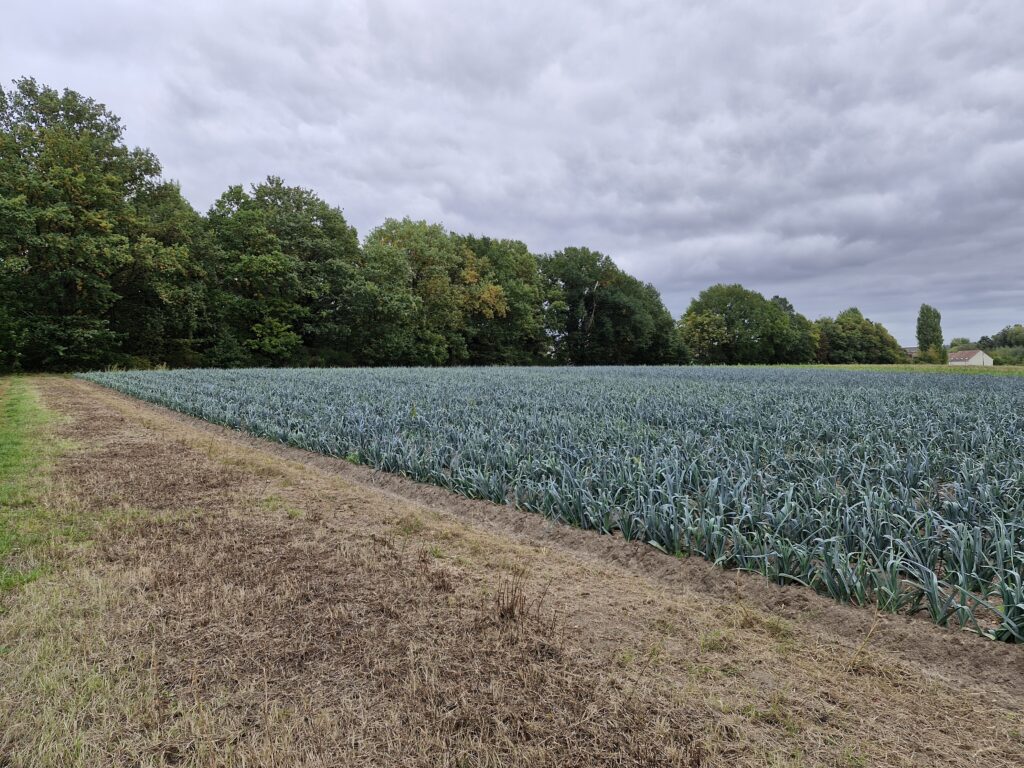 Planches de poireaux cultivées en plein champ