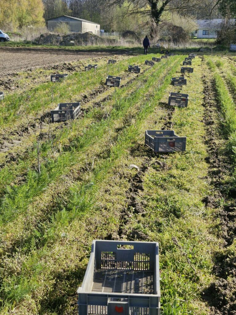 Caisses de récolte réparties le long de rangs maraîchers