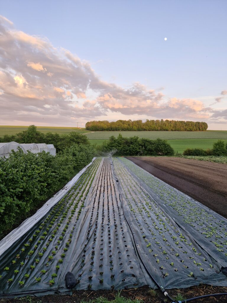 Parcelles maraîchères et tunnels dans un paysage agricole