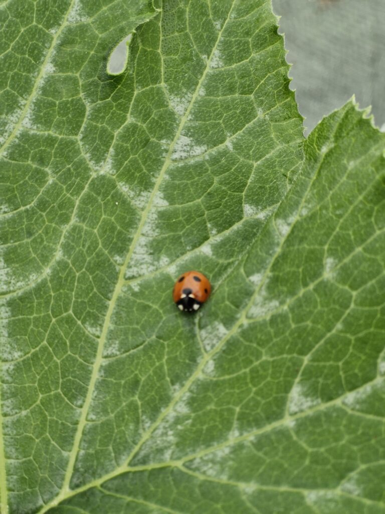 Coccinelle sur une feuille de culture maraîchère