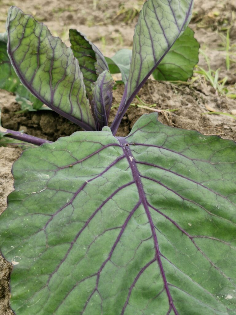 Feuille violette de chou-rave observée au champ