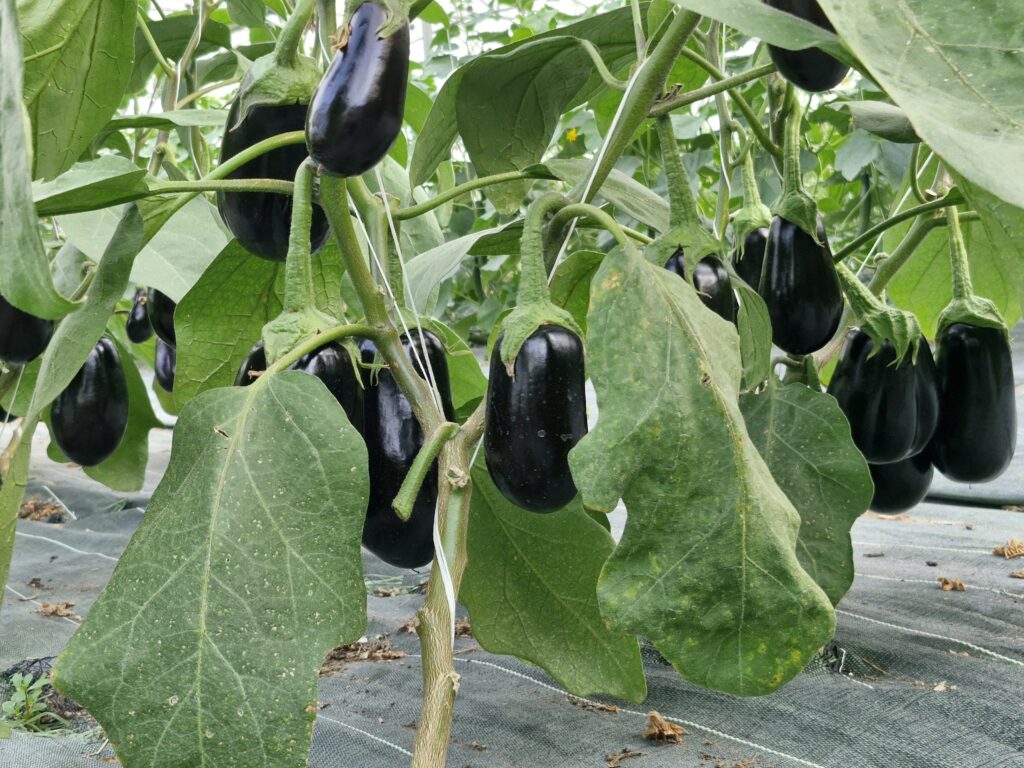 Aubergines en développement sur des plants sous abri
