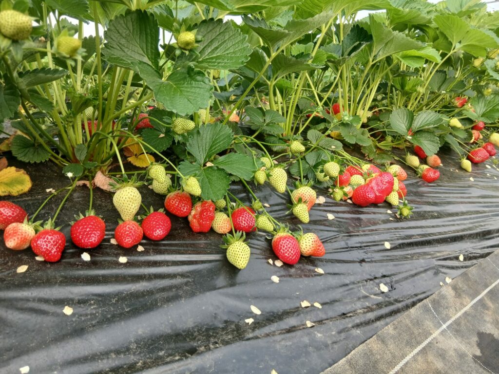 Fraises mûres sur une culture paillée sous abri