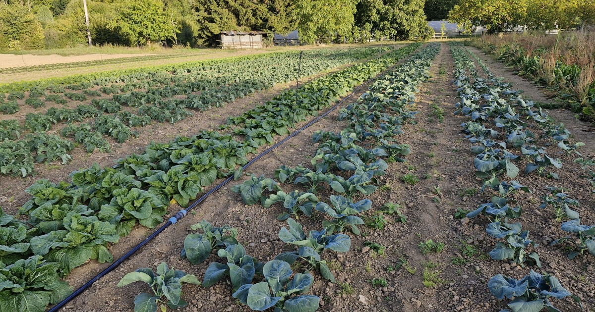 Planches de légumes diversifiés en plein champ dans une ferme maraîchère